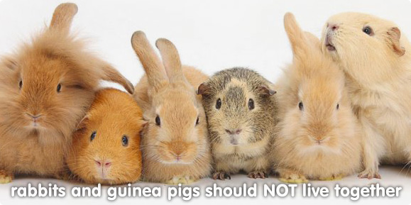 Guinea Pig Rabbit