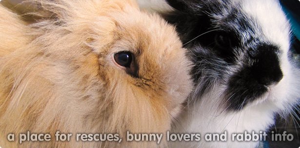 A place for rescues, bunny loves and rabbit info