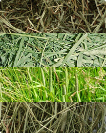 types of hay for rabbits