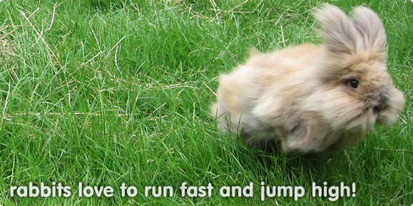 How much exercise do rabbits need?